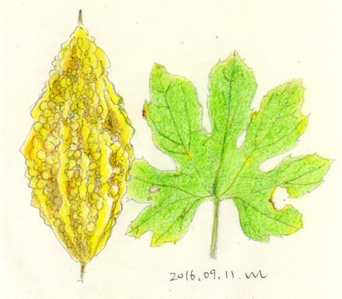 黄色いゴーヤーと葉っぱ 断捨離のために絵を描いている
