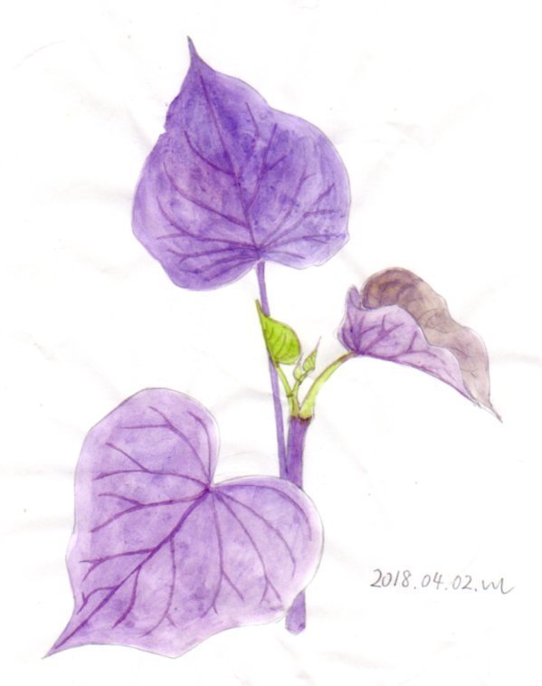 紫色のお芋の葉っぱ 断捨離のために絵を描いている